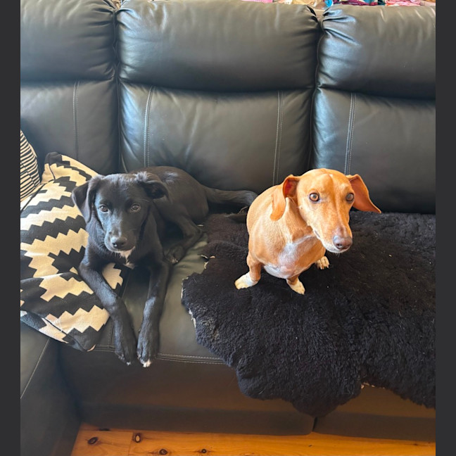 Photo of Primrose   5 Month Old Border Collie X