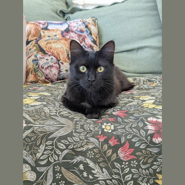 Photo of Percy *9 Lives Project Rescue*