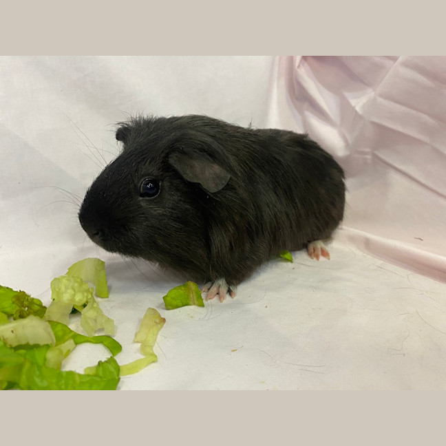Photo of Parsnip