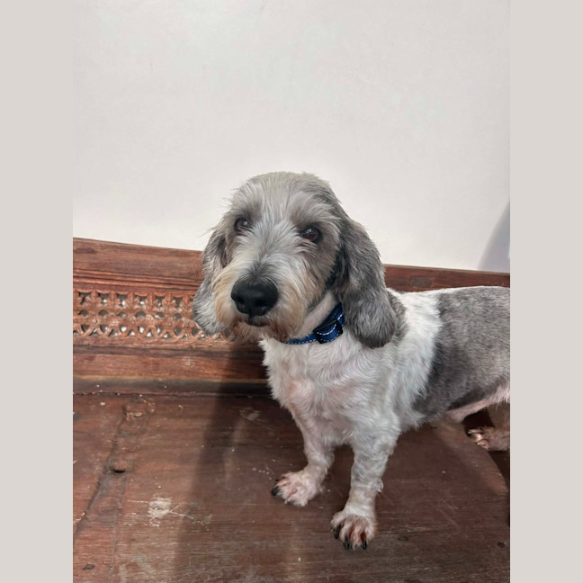 Photo of Rocky