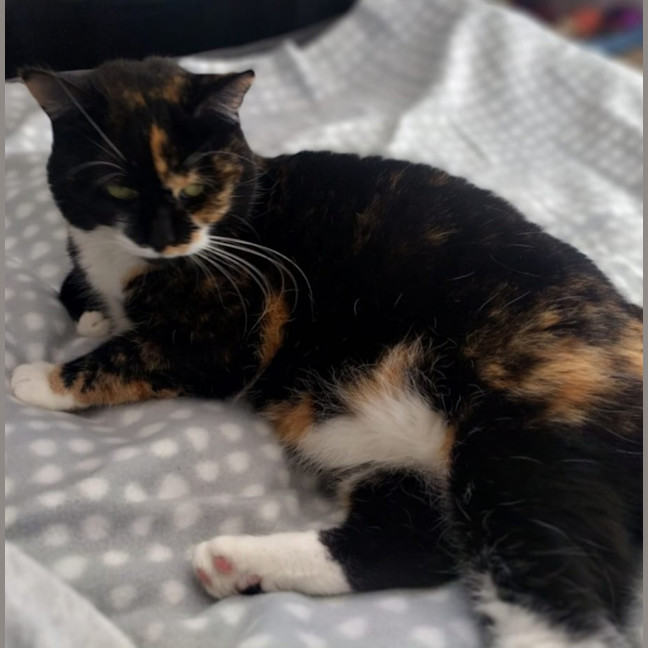Photo of Booboo