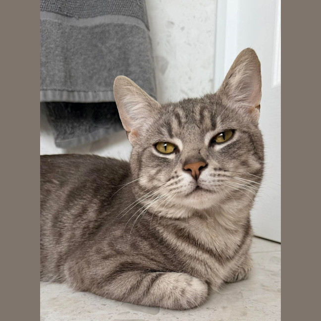 Photo of Milo 