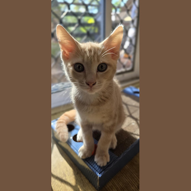 Photo of Simba