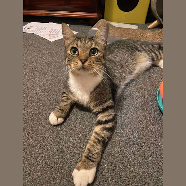 Photo of Bandit