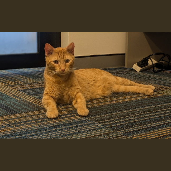 Photo of Tigger