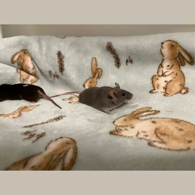 Photo of Toast & Cereal