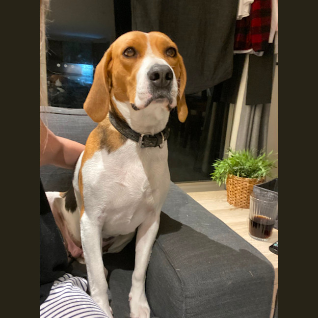 Photo of Marley