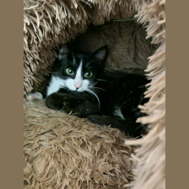 Photo of Nimbus