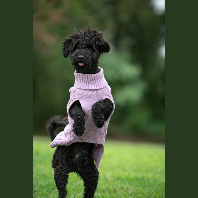 Photo of Rex