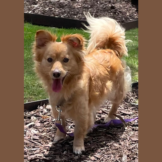 Photo of Rusty