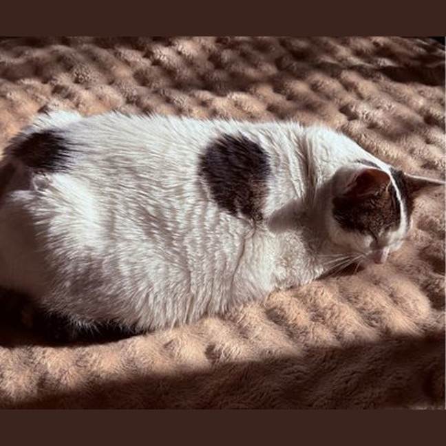 Photo of Dundun