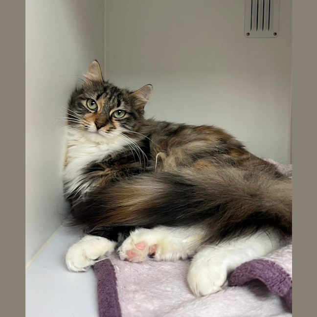 Photo of Calliope