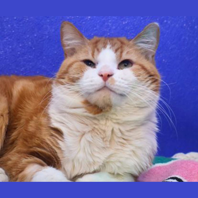 Photo of Mr Sleepy Pumpkin