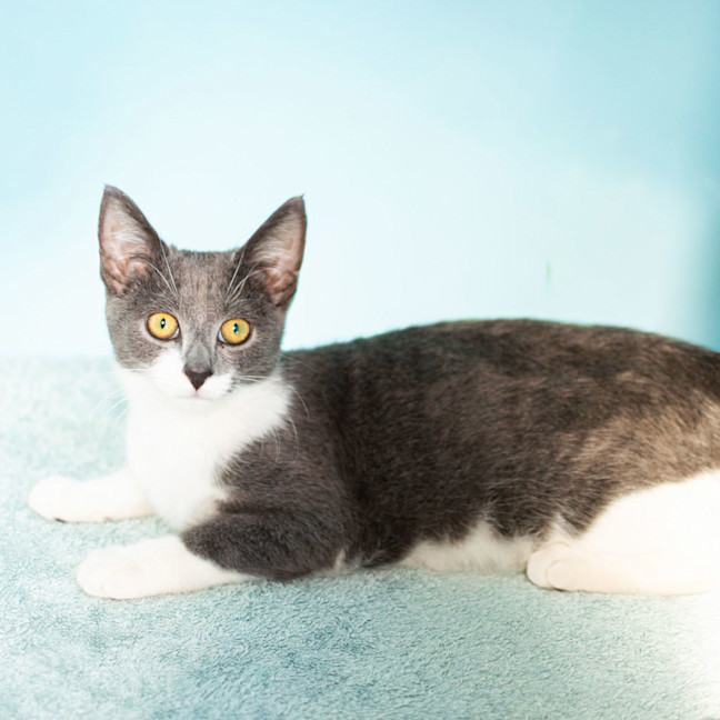 Photo of Misty