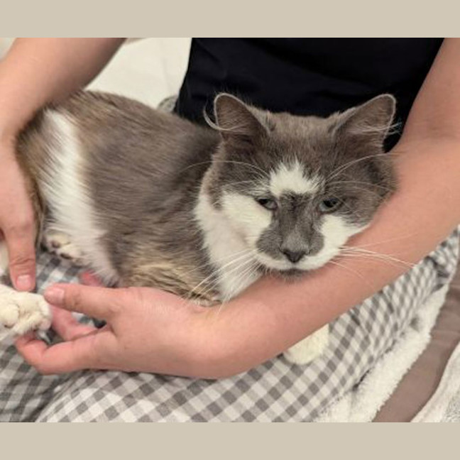 Photo of Gandalf