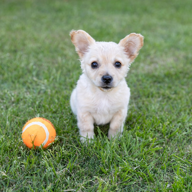 Photo of Annie