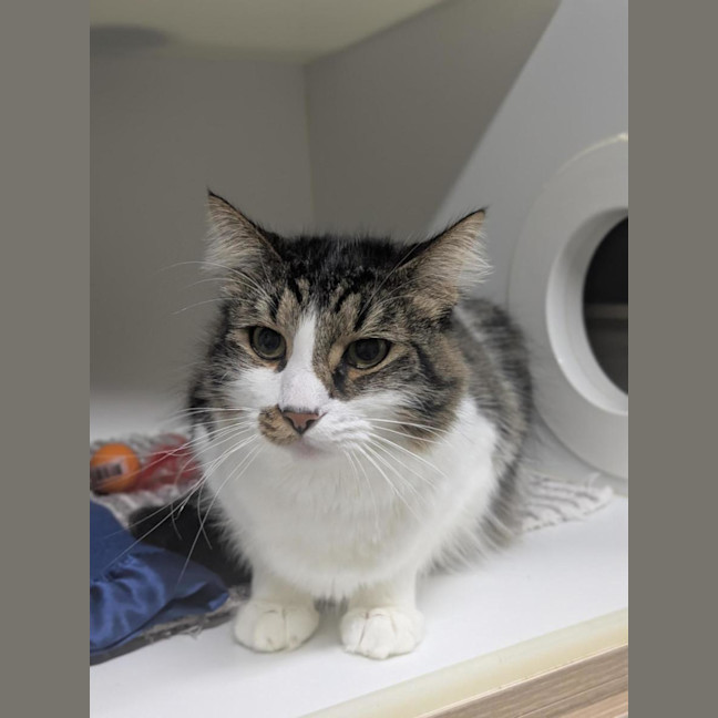 Photo of 🩵 Mocha 6980 🩵