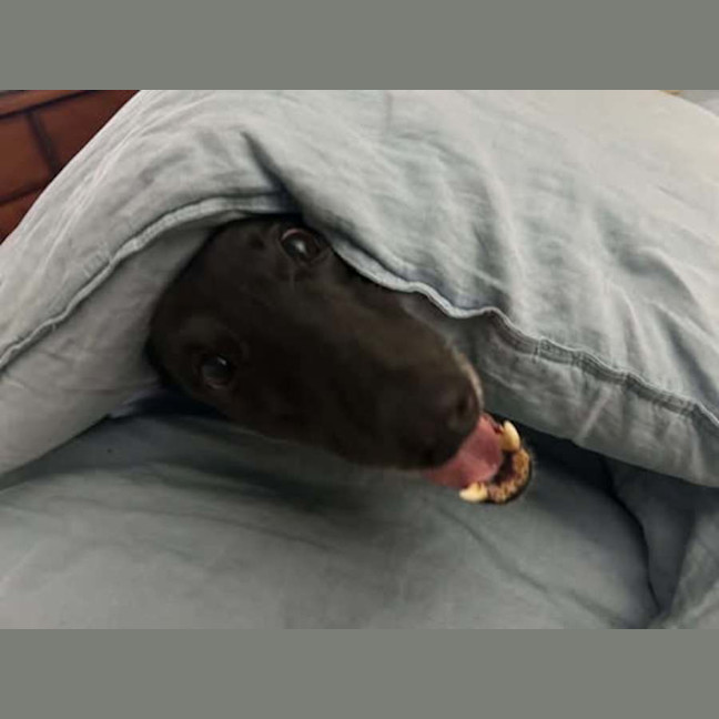 Photo of Chelsea, The Greyhound