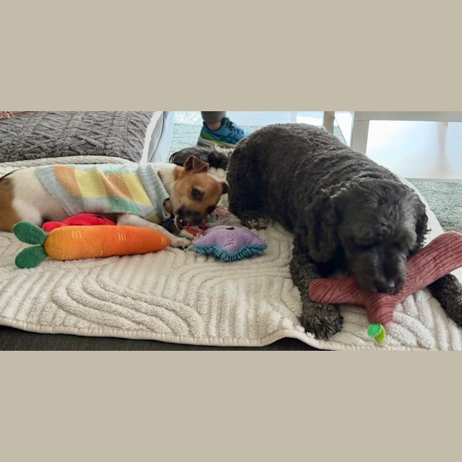 Photo of Chip (In Foster Care) (On Hold)