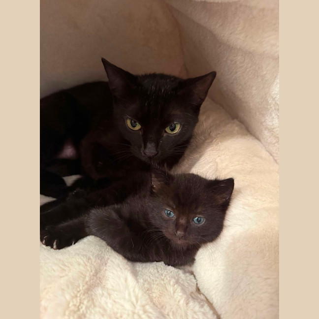 Photo of Ebony & Pip 