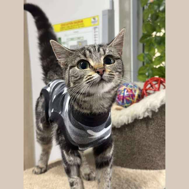 Photo of 🍣 Bento 6314 🍣