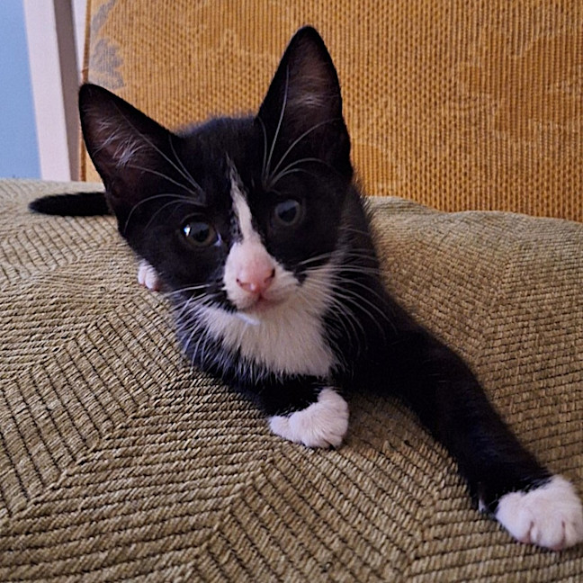 Photo of Pancake