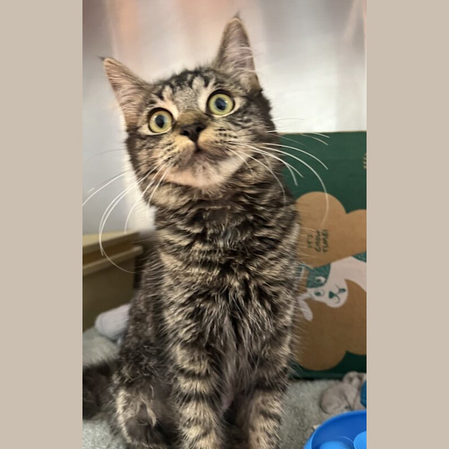 Photo of Fig