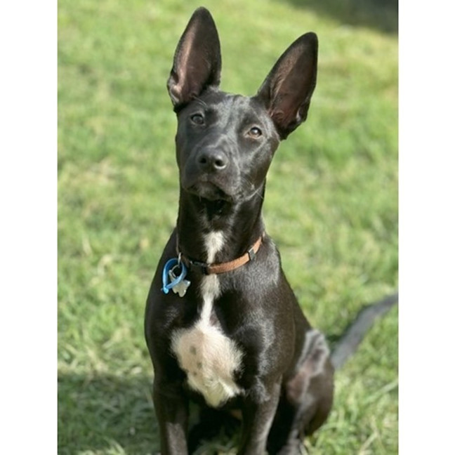 Photo of Loretta *$350 Adoption Fee*