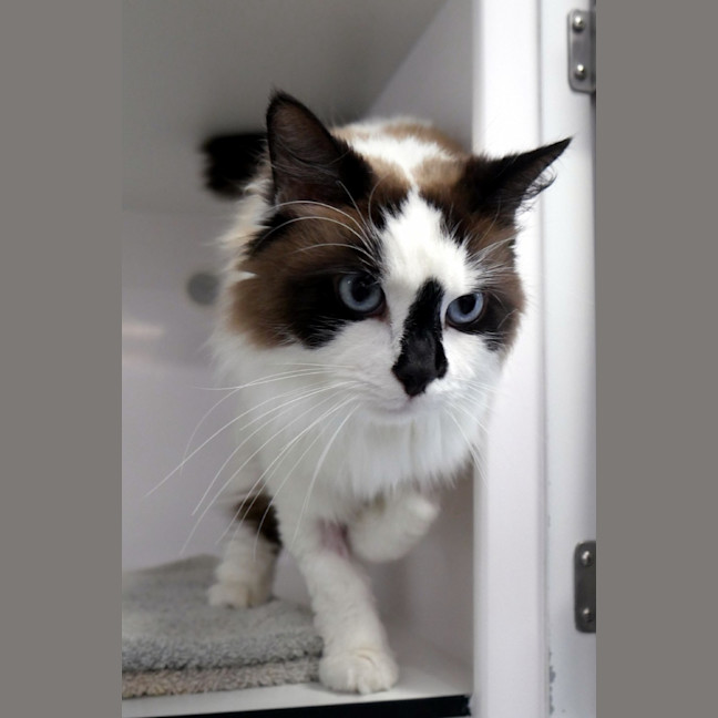 Photo of Atticus Sua012961