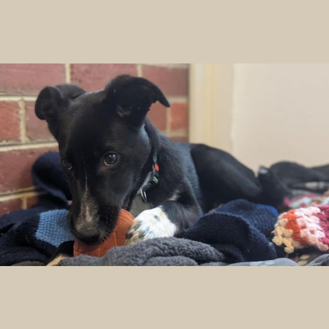 Photo of Vinnie
