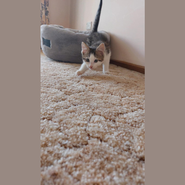 Photo of Nosey