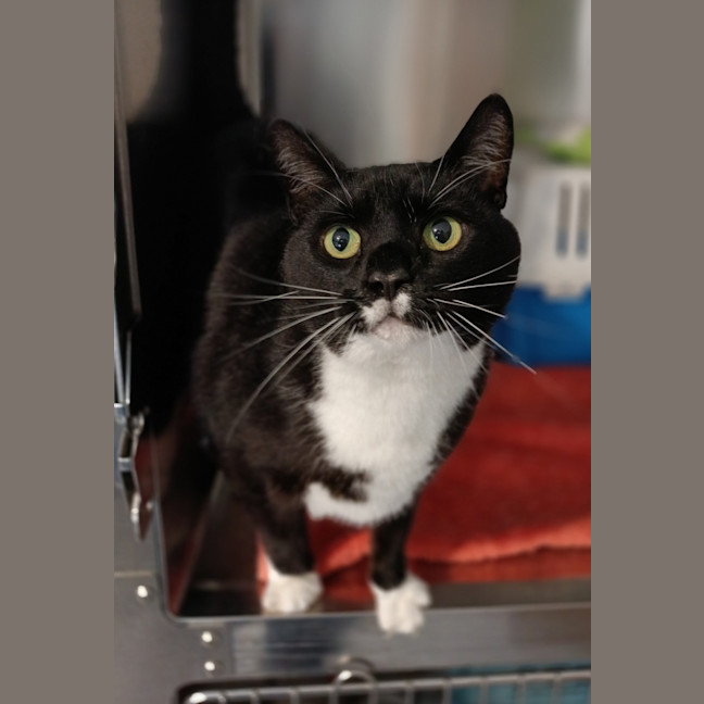 Photo of Lucy Now Chanel