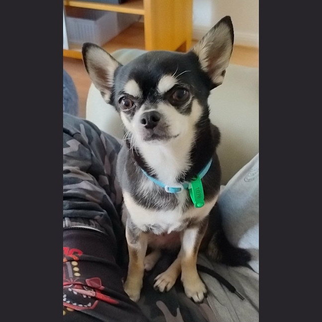 Photo of Jay Jay
