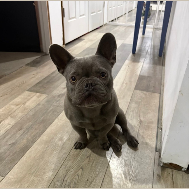 Photo of Theo   4 Year Old French Bulldog