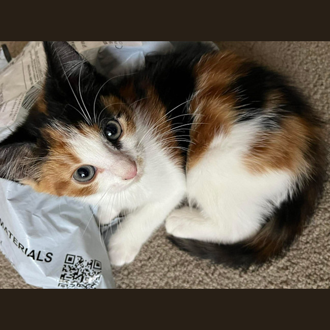 Photo of Jelly Bean
