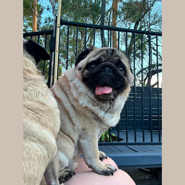 Photo of Daisy
