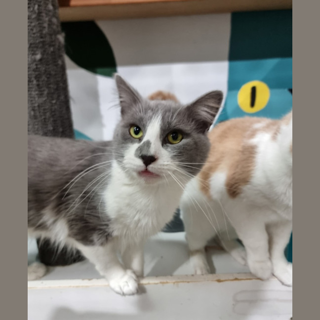 Photo of Gravy 
