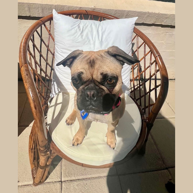 Photo of Rumi   10 Month Old French Bulldog X Pug