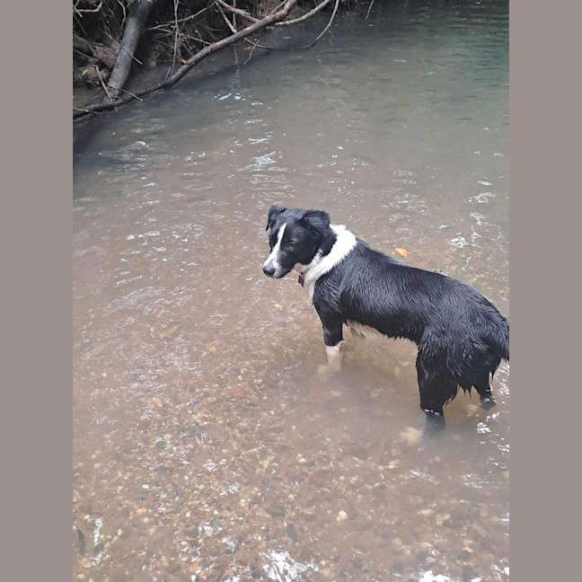 Photo of Bindi