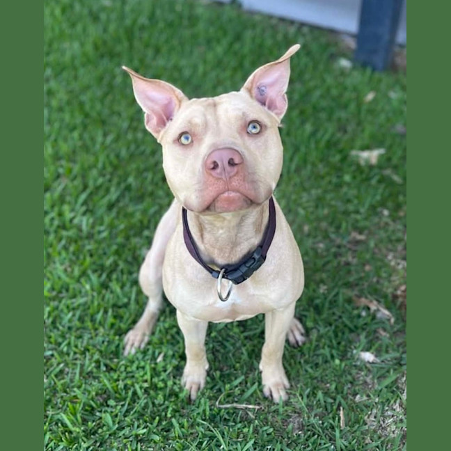 Photo of Rusty
