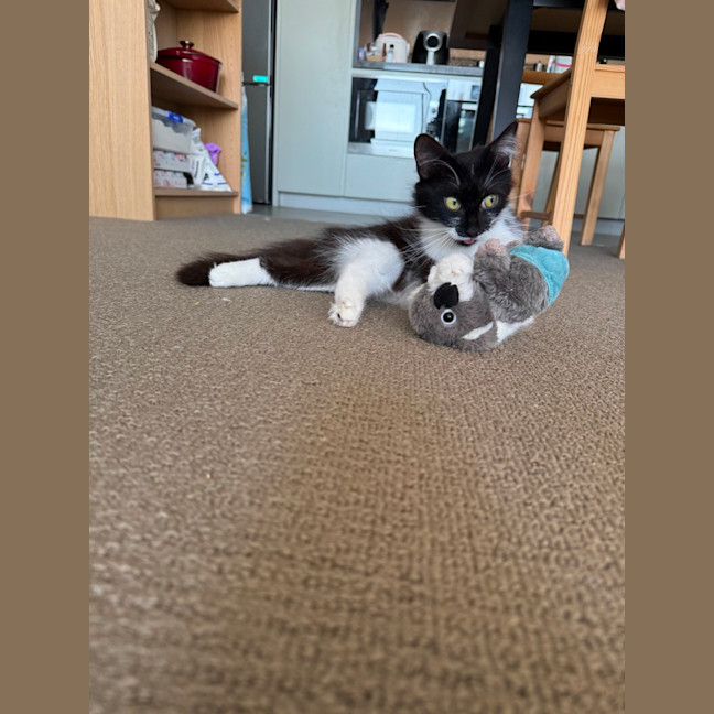 Photo of Polly