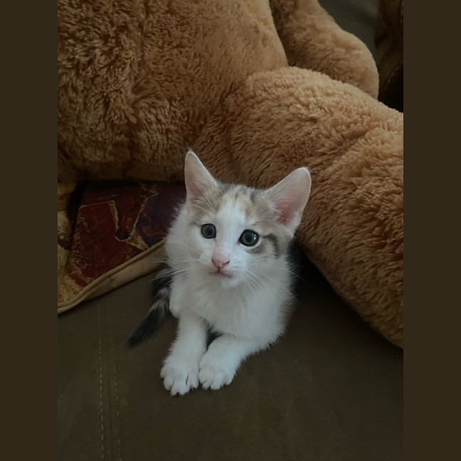Photo of Nala 