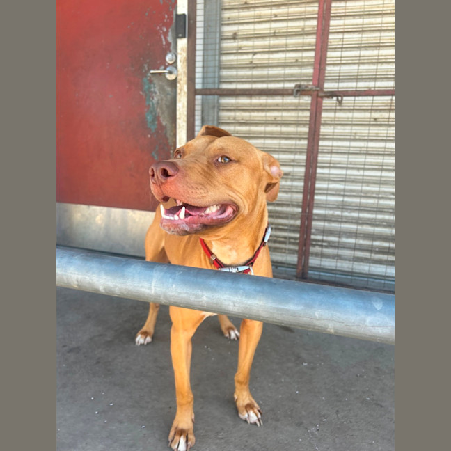 Photo of Shia Labeouf