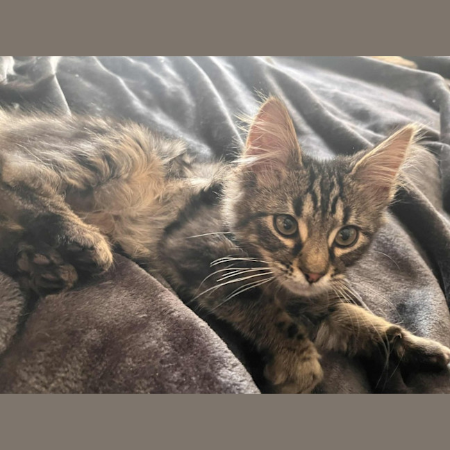 Photo of Bucket   In Foster Care In Greensborough