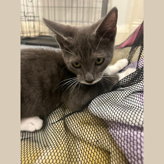 Photo of Fudge