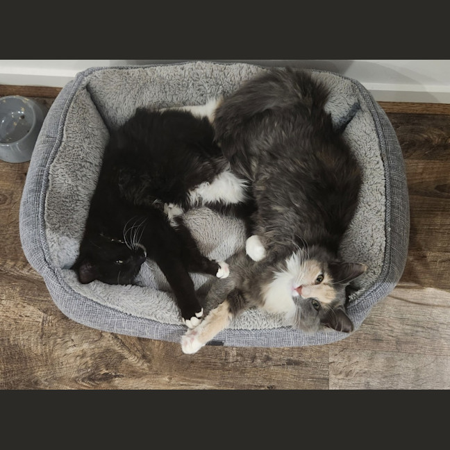 Photo of Cassie (And Smoky)