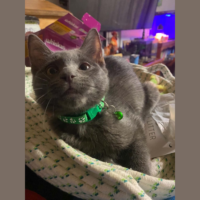 Photo of Smokey 