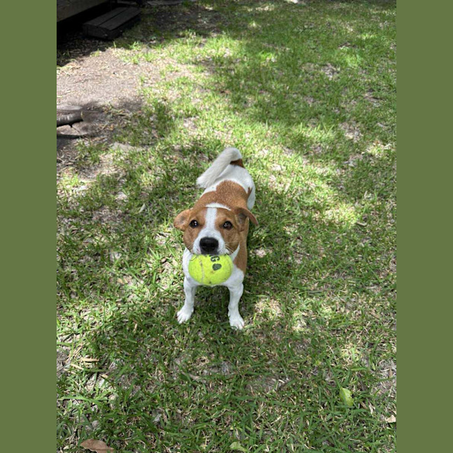 Photo of Ziggy   4 Year Old Jack Russell