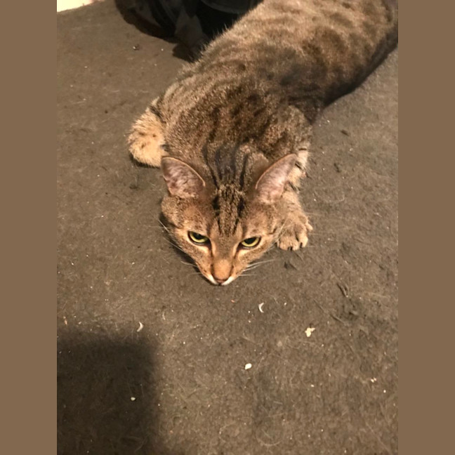 Photo of Bunny And Max (Bonded Pair)