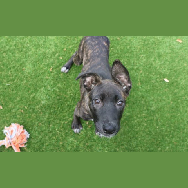 Photo of Dottie